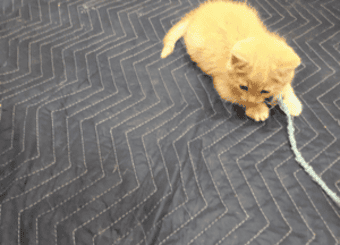 How to Customize your Modern Microsoft SharePoint Online Site using Classic Features Webparts and Content Types